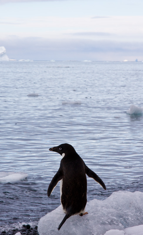 Adélie Penguin On Beach